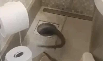 Silvia Abravanel reencontra cobra de estimacao em casa apos.webp