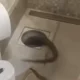 Silvia Abravanel reencontra cobra de estimacao em casa apos.webp
