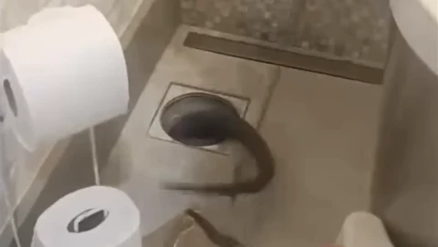 Silvia Abravanel reencontra cobra de estimacao em casa apos.webp