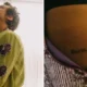 Lembra disso Harry Styles fez tatuagem em homenagem ao.webp