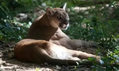 Onca solta faz prefeitura de cidade de SP alertar.webp
