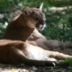 Onca solta faz prefeitura de cidade de SP alertar.webp