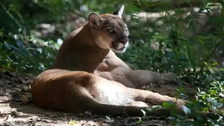 Onca solta faz prefeitura de cidade de SP alertar.webp