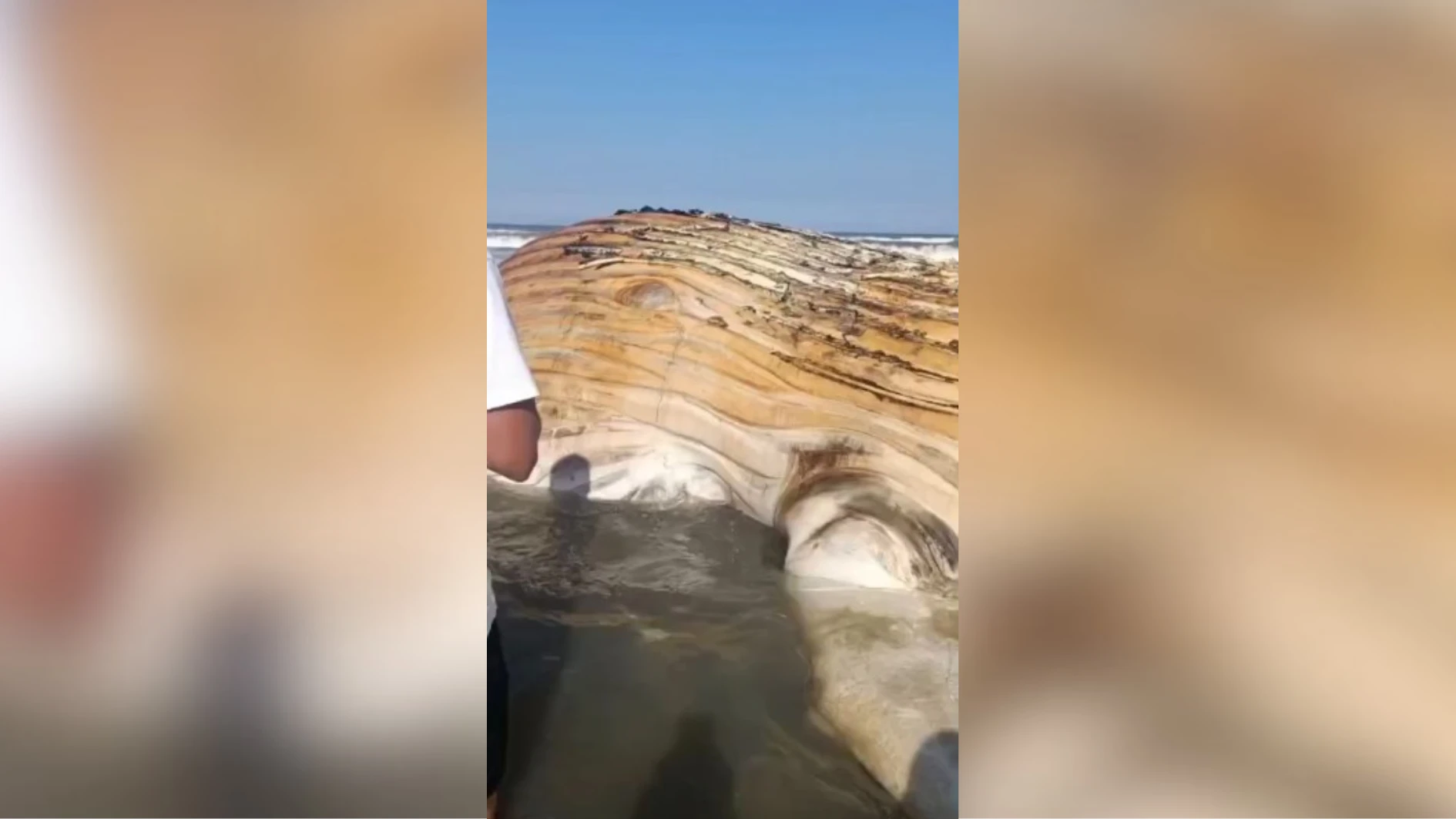 Baleia e encontrada morta na faixa de areia em.webp