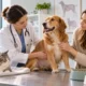 Sintomas digestivos persistentes nos pets merecem atencao.webp